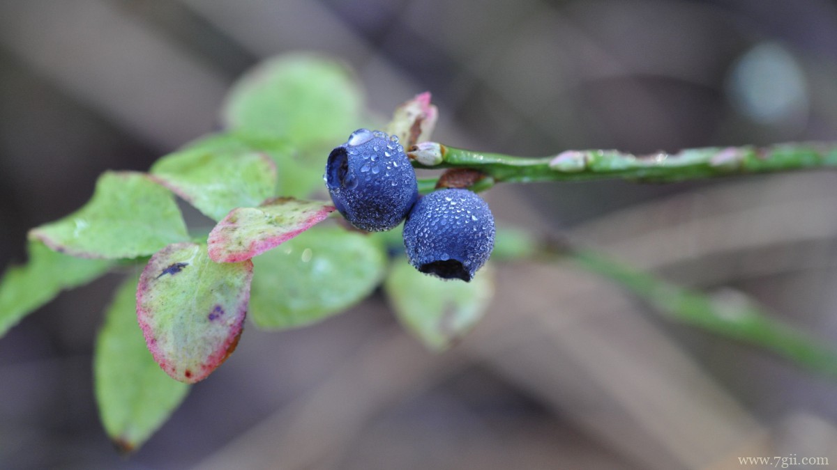 水果蓝莓图片大全