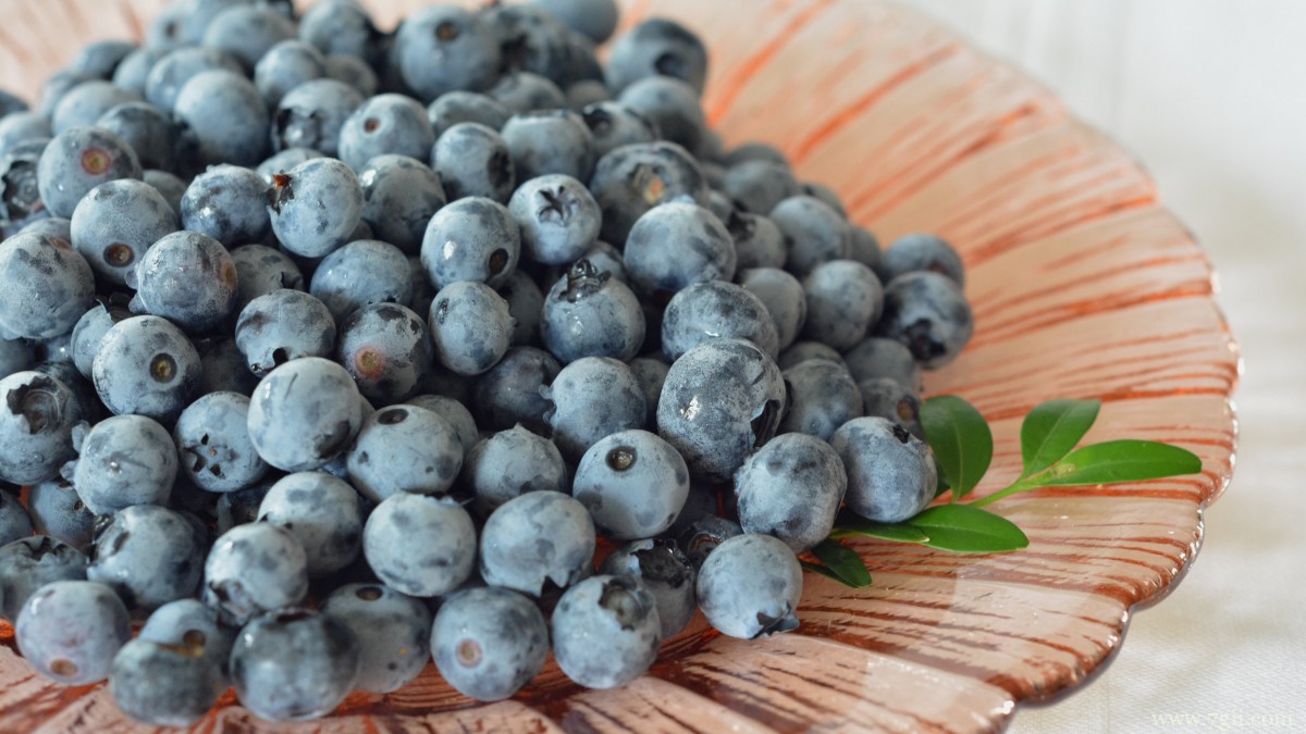 水果蓝莓图片大全