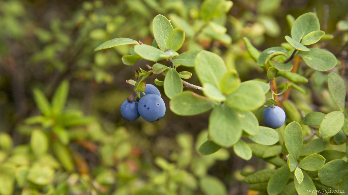 水果蓝莓图片大全