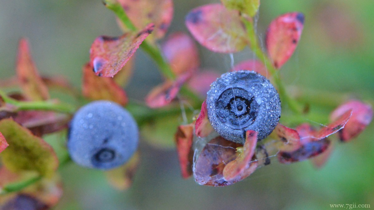 水果蓝莓图片大全