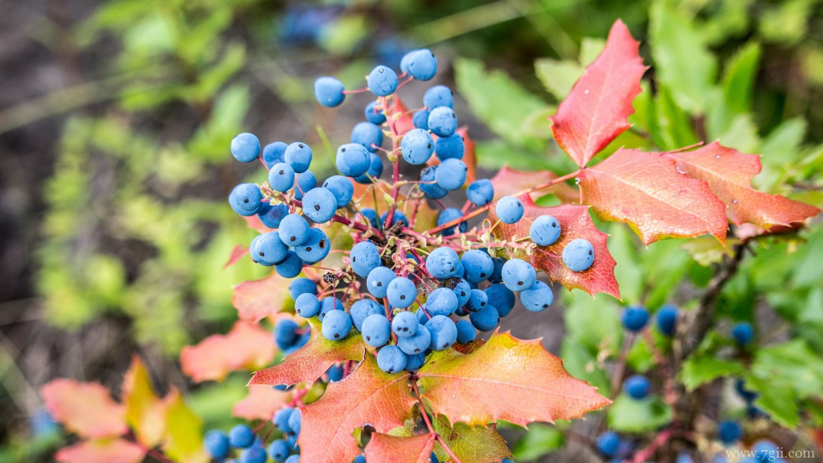 水果蓝莓图片大全