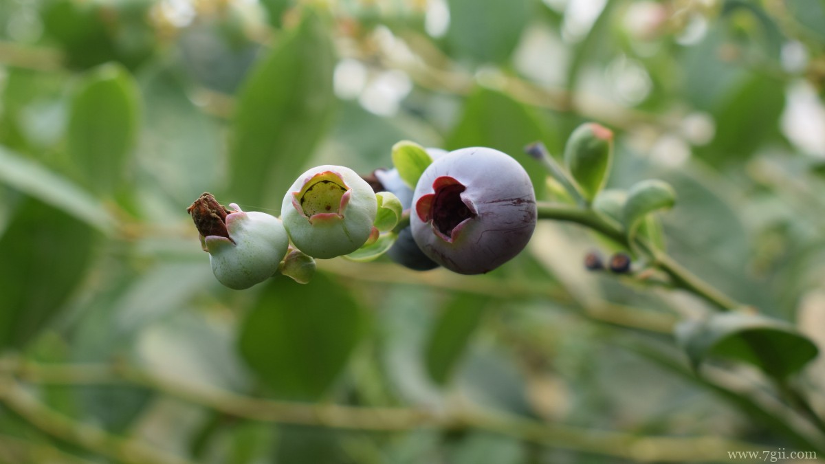 水果蓝莓图片大全