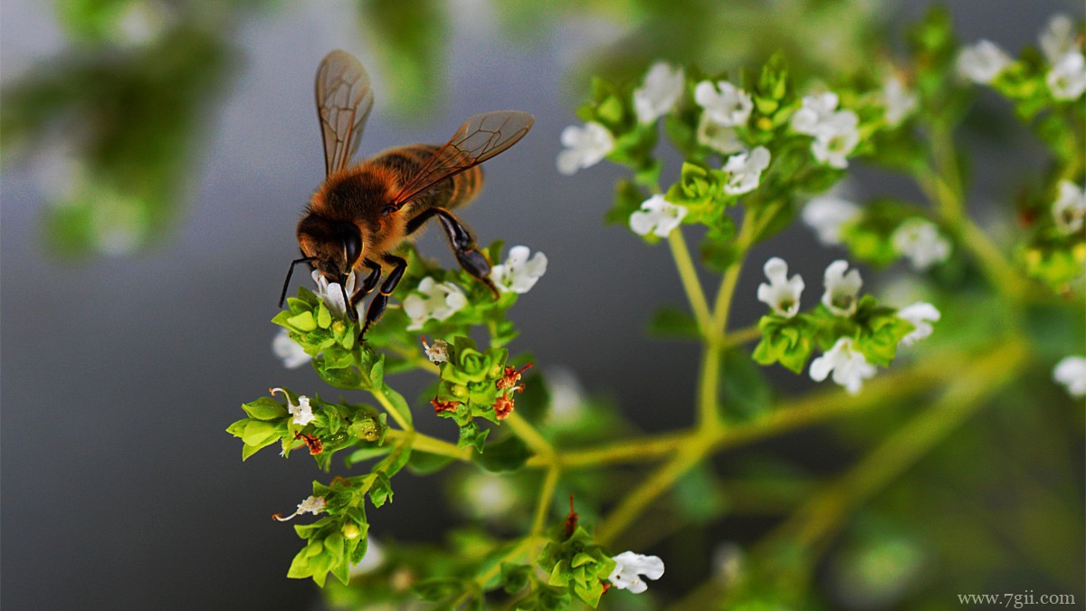 绿色植物牛至图片