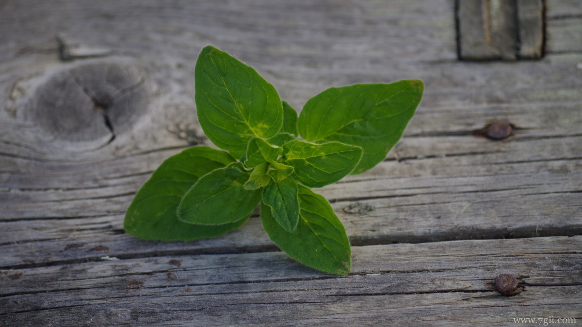 绿色植物牛至图片