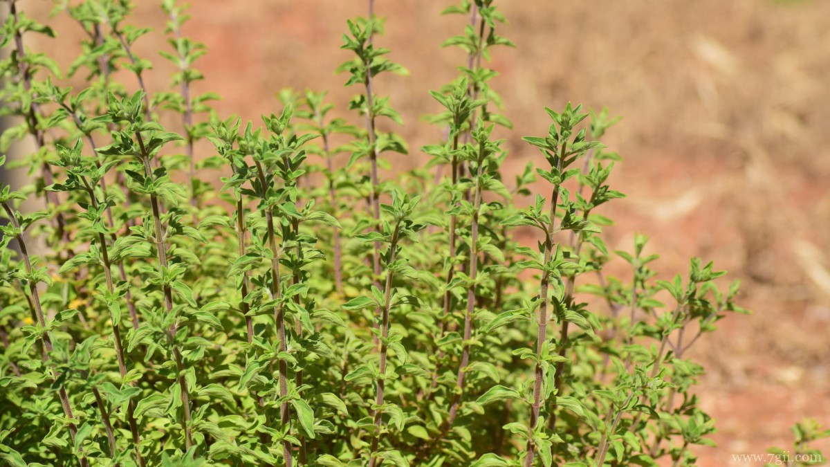 绿色植物牛至图片