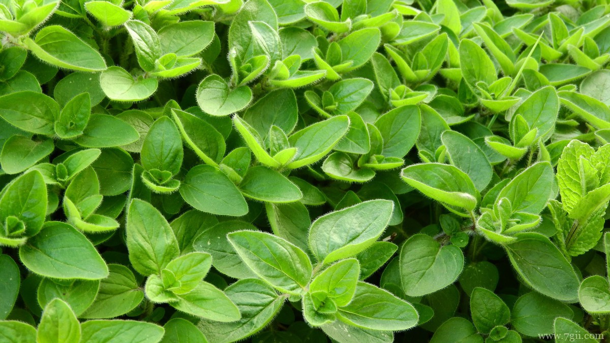 绿色植物牛至图片