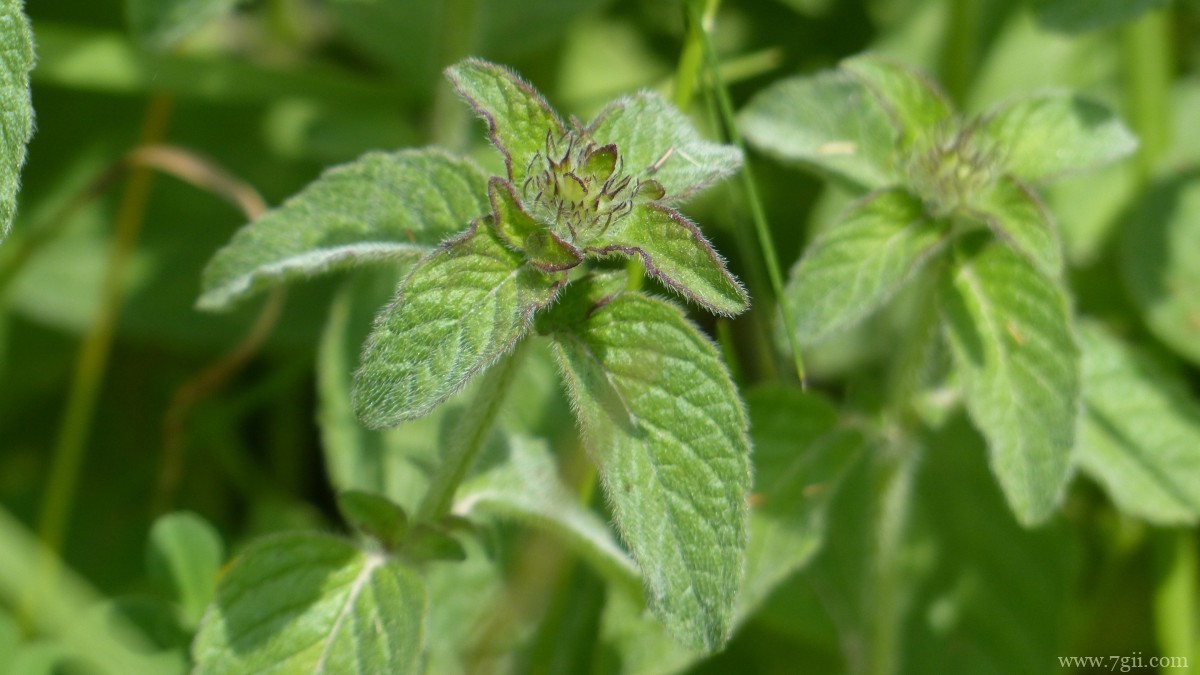 绿色植物牛至图片