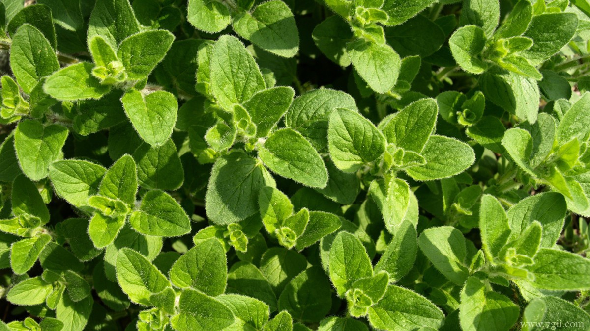 绿色植物牛至图片