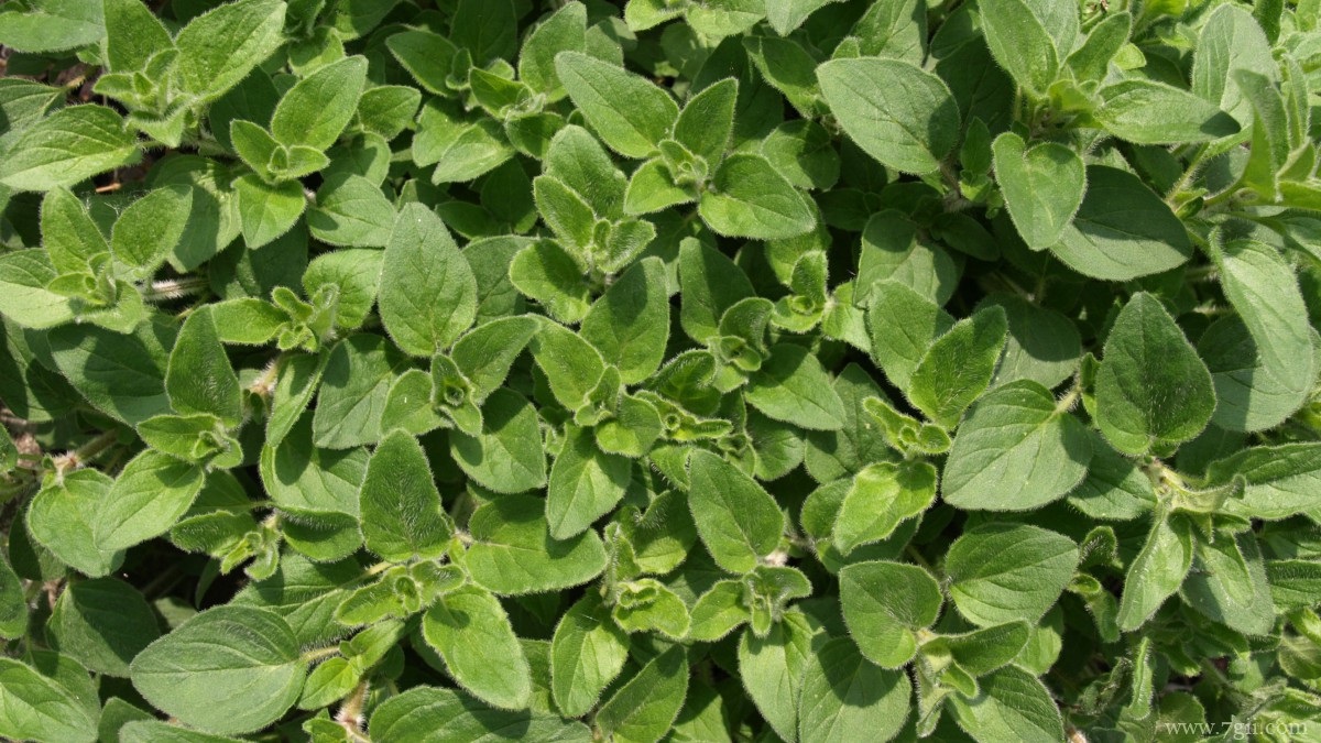 绿色植物牛至图片