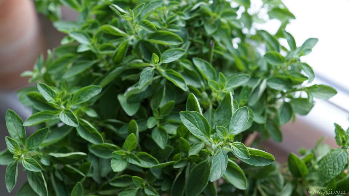 绿色植物牛至图片