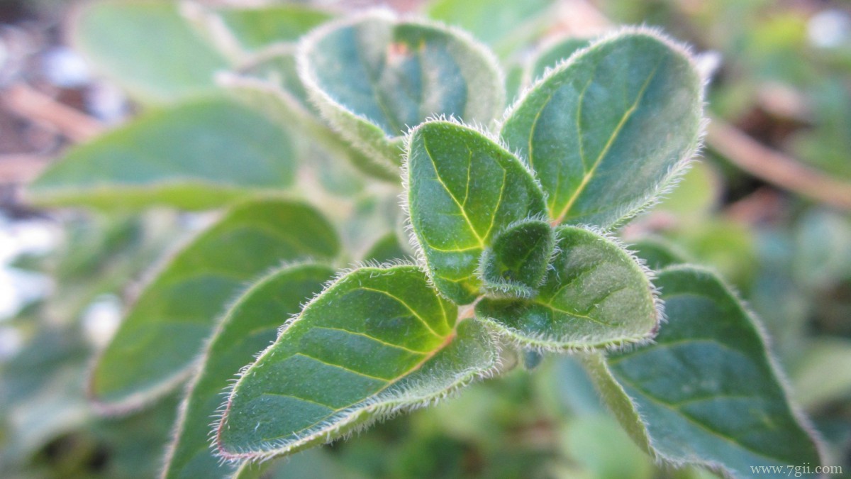 绿色植物牛至图片