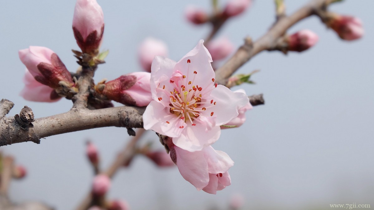 高清桃花图片大全