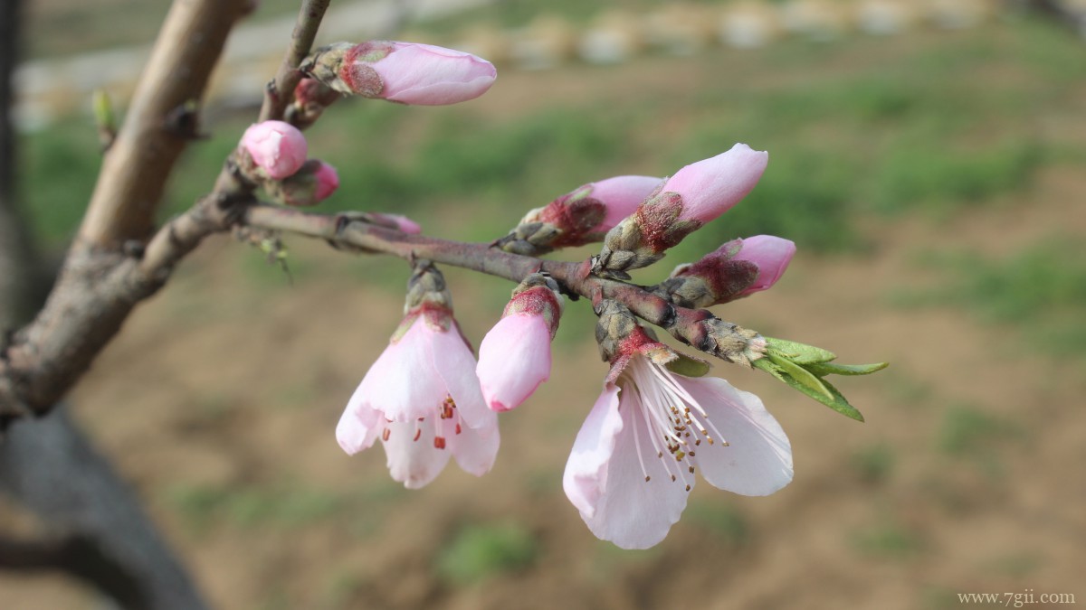 高清桃花图片大全