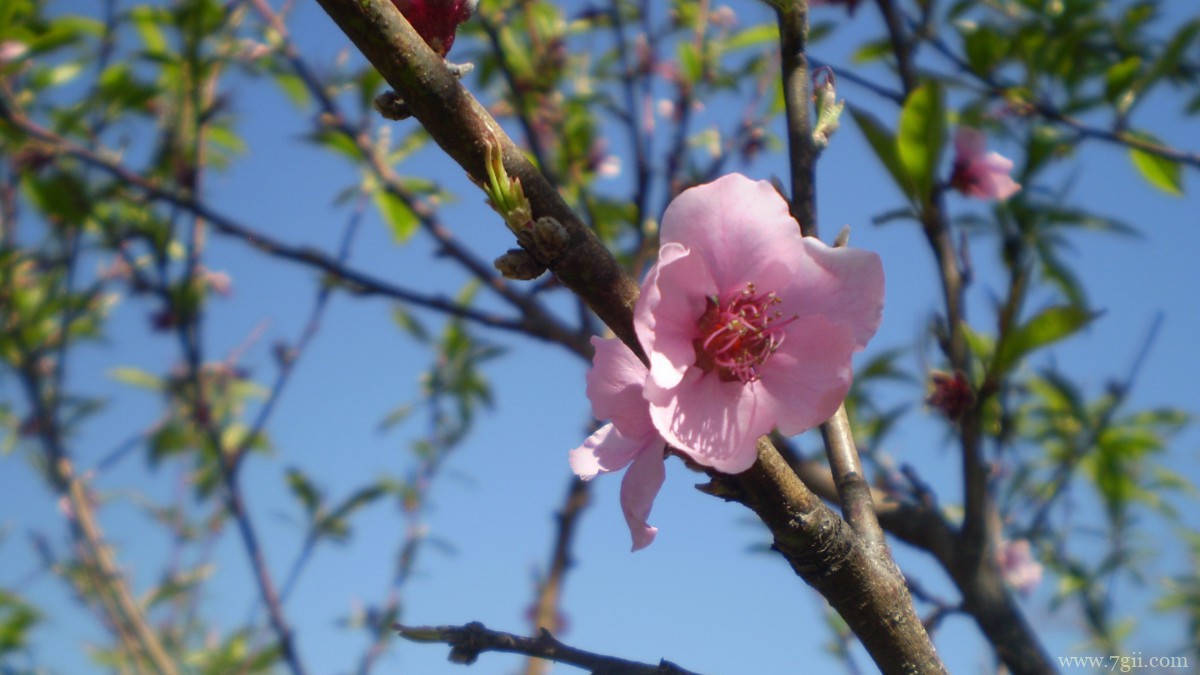 高清桃花图片大全