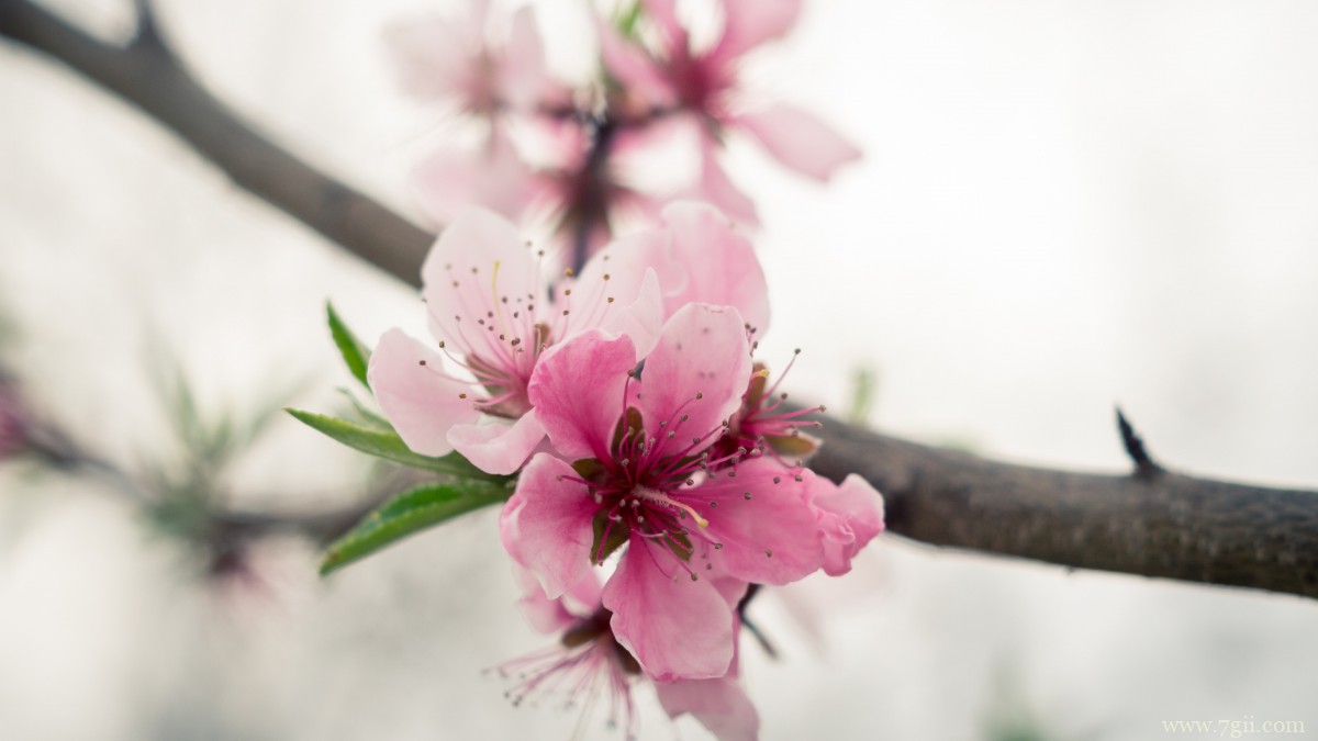 高清桃花图片大全