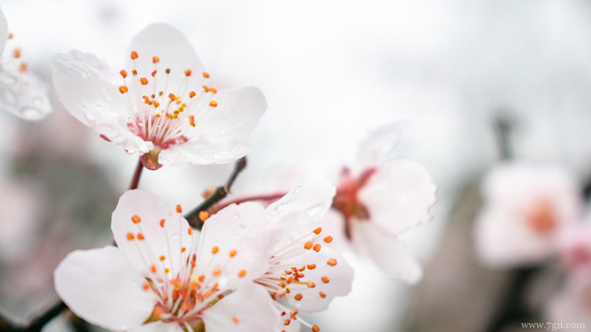 高清桃花图片大全
