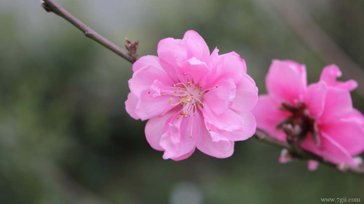 高清桃花图片大全
