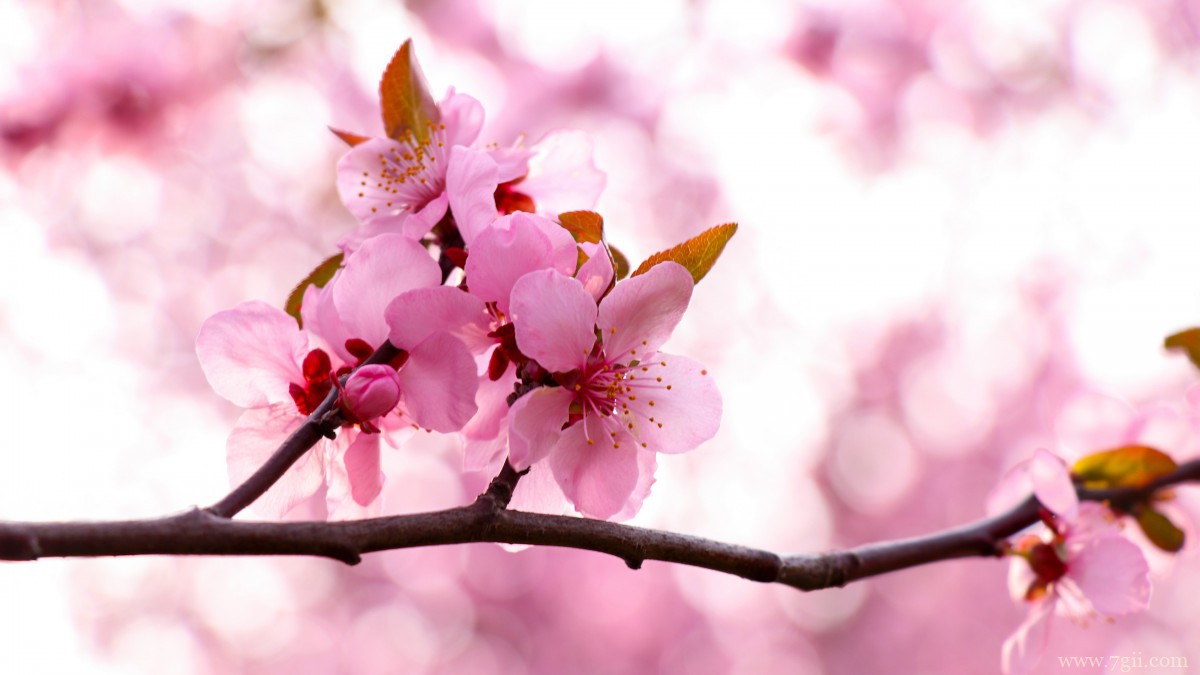 高清桃花图片大全