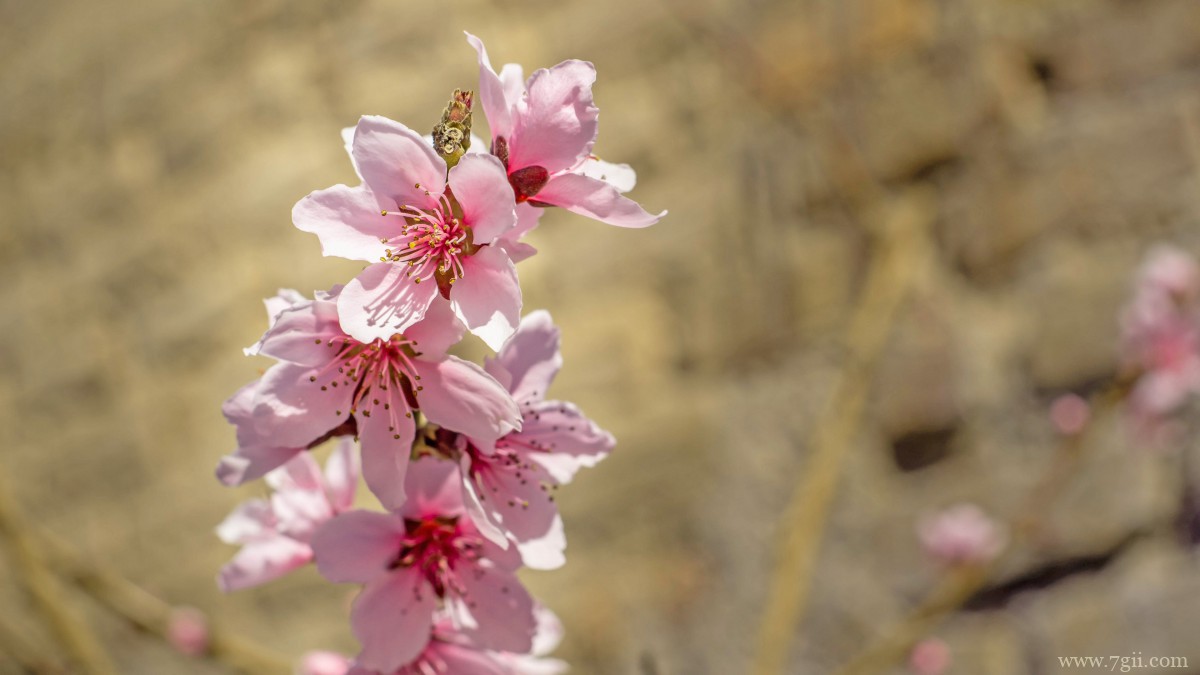 高清桃花图片大全