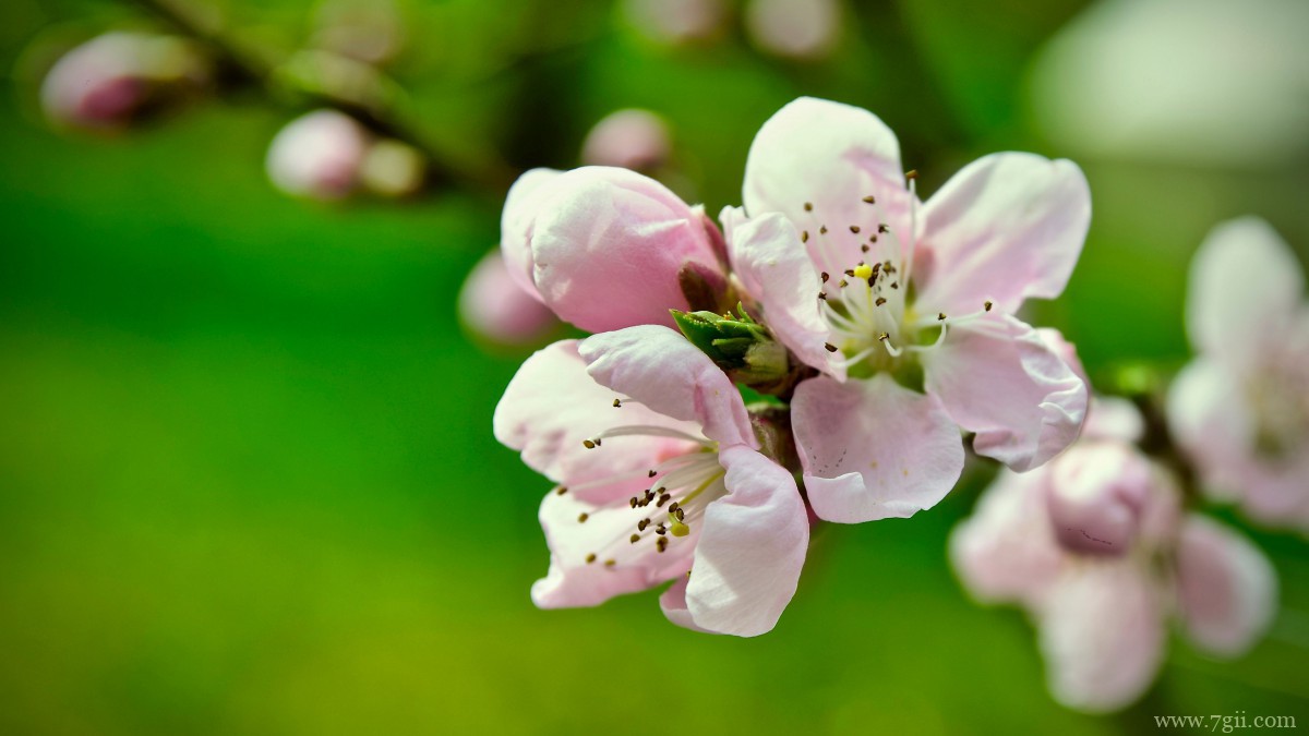 高清桃花图片大全
