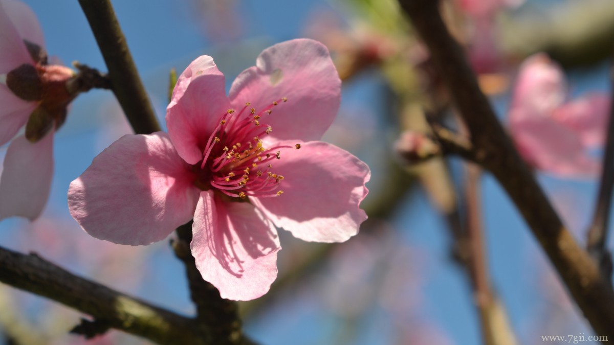 高清桃花图片大全