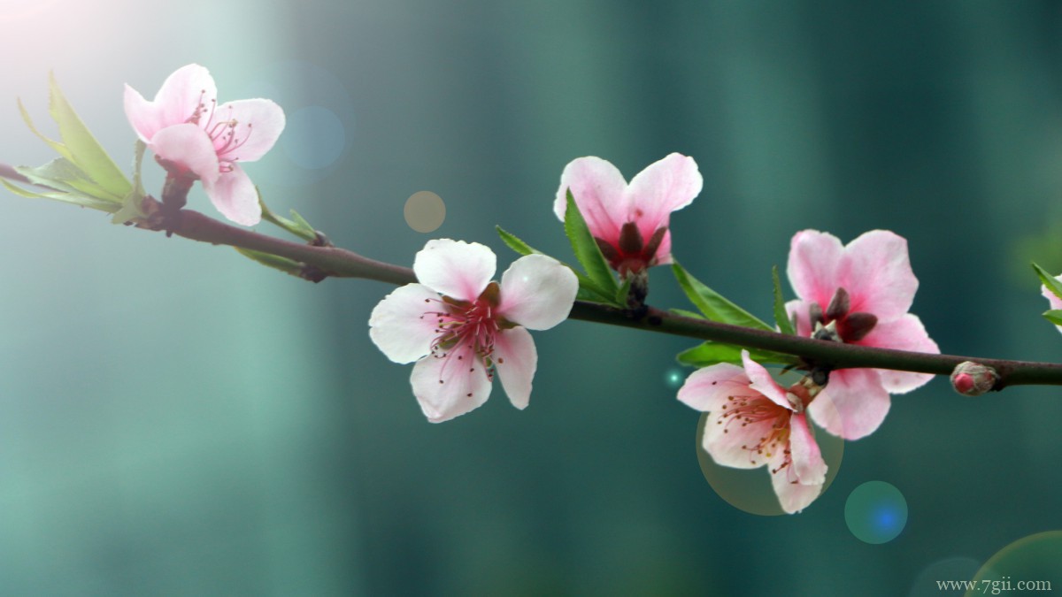 高清桃花图片大全