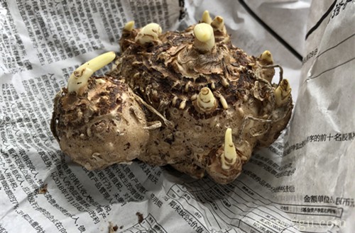 球根、根块植物（彩色马蹄莲、郁金香）的种植经验分享