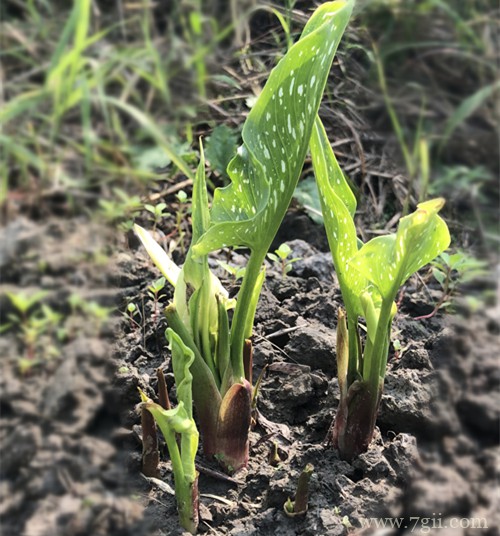 球根、根块植物(彩色马蹄莲、郁金香)的种植经验分享