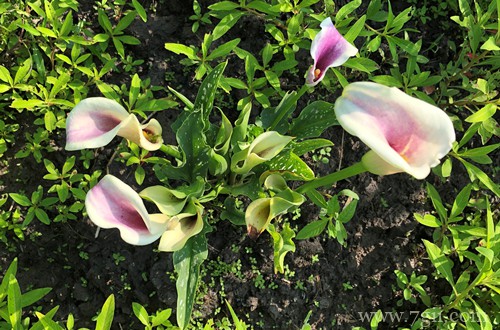 球根、根块植物（彩色马蹄莲、郁金香）的种植经验分享