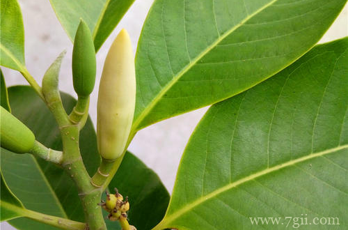 白玉兰怎么养护 白玉兰怎么管理(图)