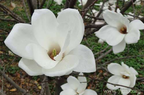 白玉兰怎么养护 白玉兰怎么管理(图)