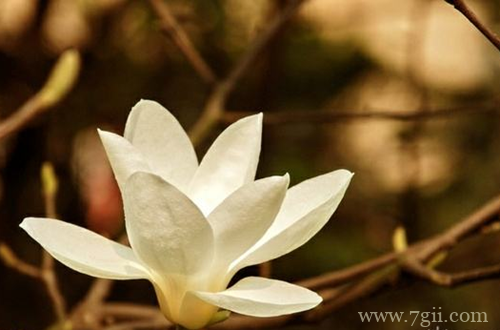 白玉兰怎么养护 白玉兰怎么管理(图)