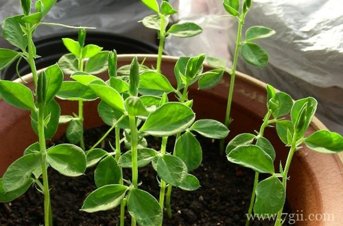 香豌豆怎么养 香豌豆怎么繁殖管理(图)