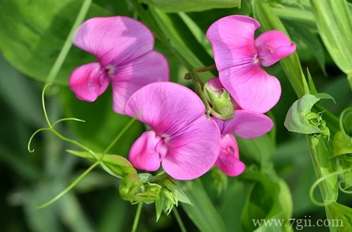 香豌豆怎么养 香豌豆怎么繁殖管理(图)