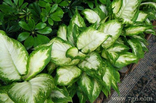 金皇后怎么养 金皇后的养护方法(图)