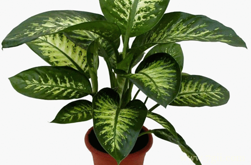 金皇后怎么养 金皇后的养护方法(图)