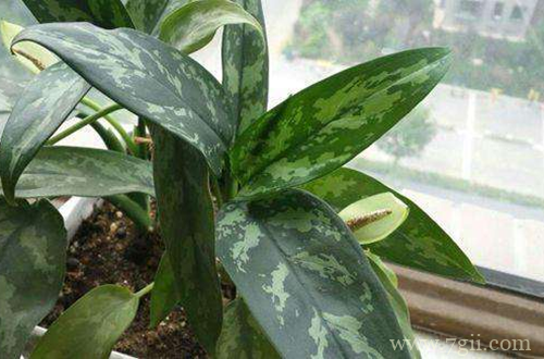 金皇后怎么养 金皇后的养护方法(图)