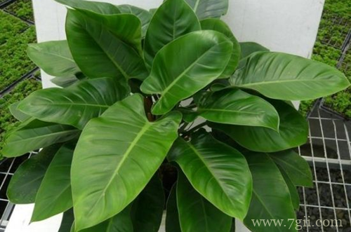 绿帝王怎么养护管理 绿帝王怎么水养(图)