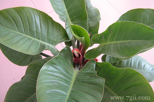 绿帝王怎么养护管理 绿帝王怎么水养(图)