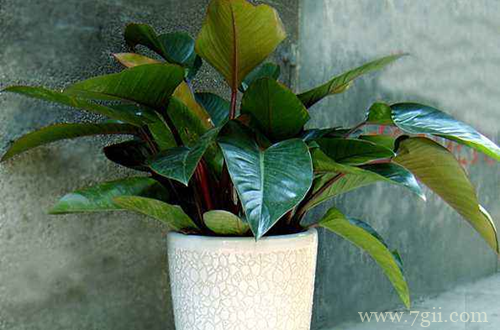 绿帝王怎么养护管理 绿帝王怎么水养(图)