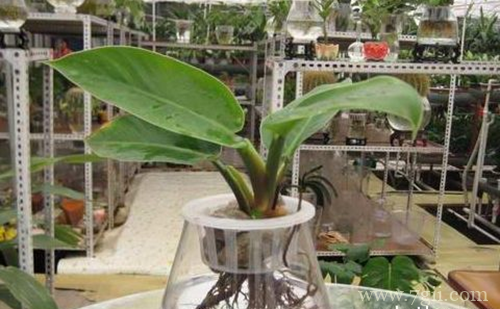 绿帝王怎么养护管理 绿帝王怎么水养(图)