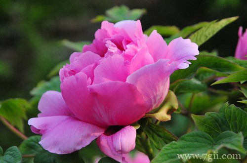 牡丹冬天怎么管理(图)