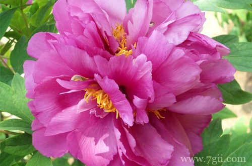 牡丹冬天怎么管理(图)