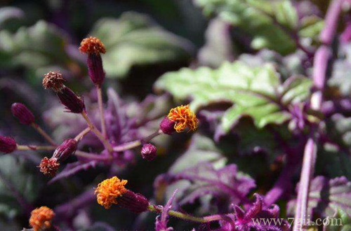 紫鹅绒盆栽如何管理 紫鹅绒怎么养(图)