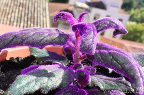 紫鹅绒盆栽如何管理 紫鹅绒怎么养(图)