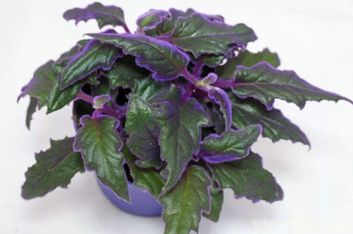 紫鹅绒盆栽如何管理 紫鹅绒怎么养(图)