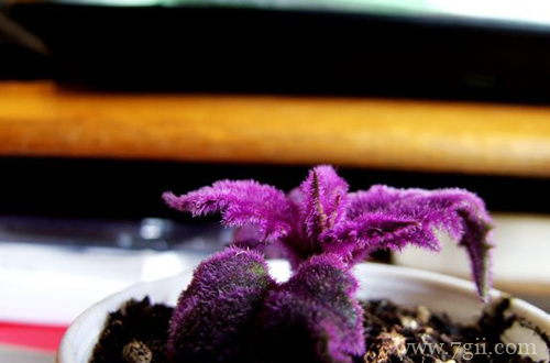 紫鹅绒盆栽如何管理 紫鹅绒怎么养(图)