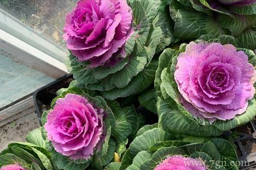 如何种植羽衣甘蓝 怎么对羽衣甘蓝进行管理(图)