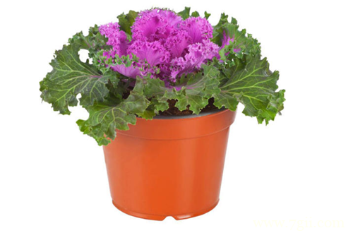 如何种植羽衣甘蓝 怎么对羽衣甘蓝进行管理(图)