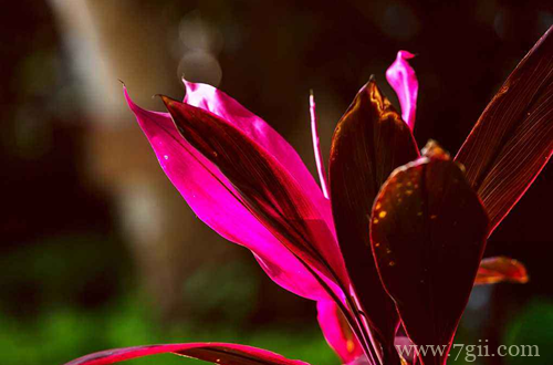 盆栽朱蕉怎么养护 盆栽朱蕉的养护方法(图)